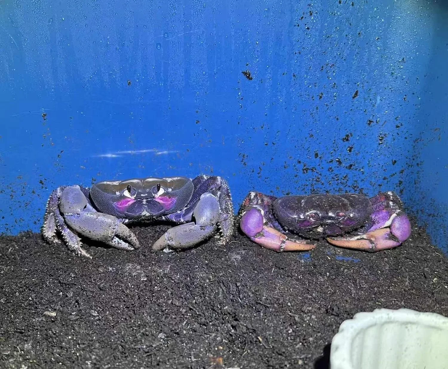 JOHNGARTHIA WEILERI CARE GUIDE – ROYAL NEBULA CRAB CARE — Indoor